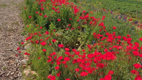 החווה החקלאית של דרום השרון אדם4.jpg