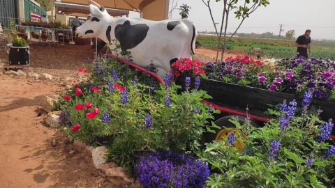 תמונה גדולה.jpg
