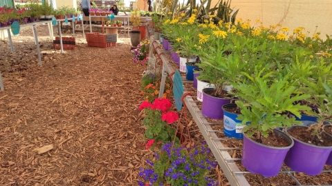 החווה החקלאית של דרום השרון אדם2.jpg