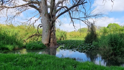 בריכת הנופרים1.jpg