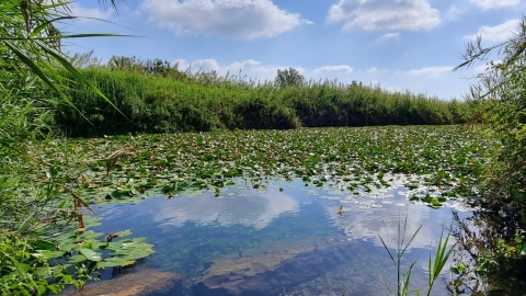 בריכת הנופרים2.jpg