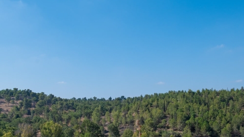 יער חורשים1.jpg