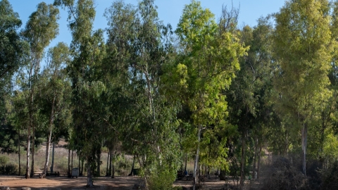 יער חורשים2.jpg