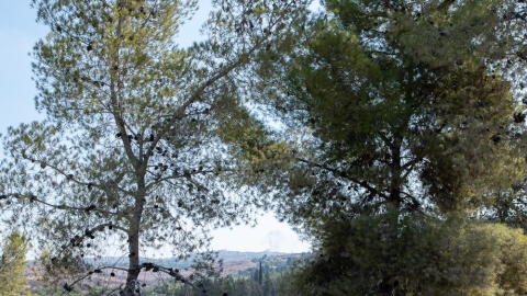 יער חורשים3.jpg