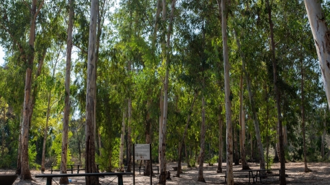 תמונה גדולה.jpg