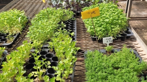 משתלת נפתלי1.jpg