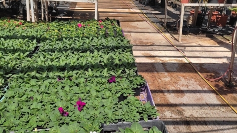 משתלת נפתלי3.jpg