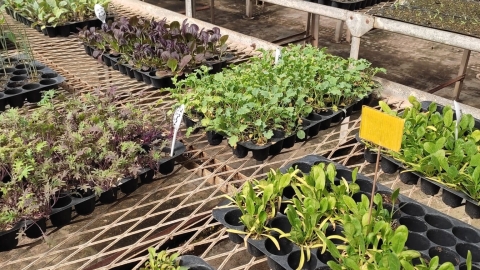 משתלת נפתלי2.jpg