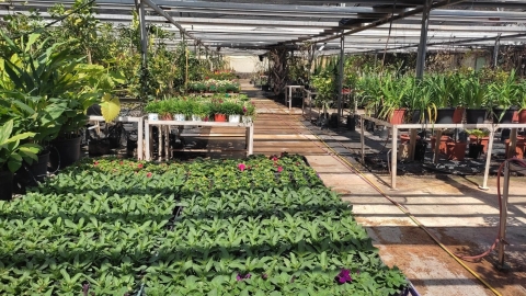 משתלת נפתלי4.jpg